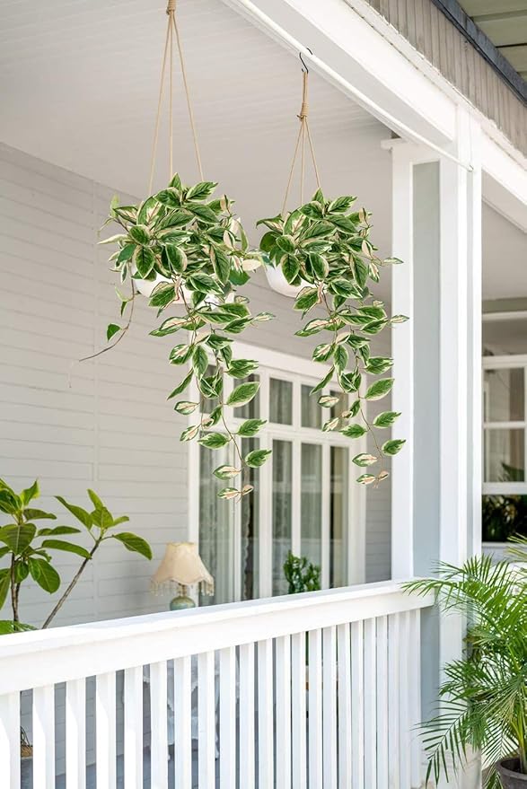 Artificial Peperomia Hanging Plants, 2 Pack, 26-Inch PVC Faux Greenery