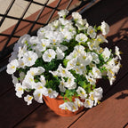 Artificial Flowers for Outdoors, UV Resistant Fake Silk Morning Glory, Realistic Faux Plants for Outside Porch Patio Window Box Hanging Planter (16, White)