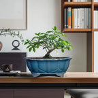 Bonsai Tree Pot - 11 Inch Ceramic Succulent Pots, Bonsai Planter for Indoor Outdoor, Decorative Plant Pot with Drainage Hole, Oval Flower Pot, Home Garden Decor, Garden Gifts, Retro Blue