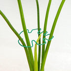 Monstera Plant Stem Support - 4.13 x 2.95 Inches 5 Pack Durable Leaf Holder for Climbing Plants, Ideal for Monstera & Vining Plants, Elegant Design for Plant Lovers
