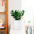 Planters: Set of 4 White Round Ceramic Pots with Saucers