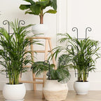 Plant Trellis for Potted Plants 2p, Larger 23in Garden Trellis for Climbing Plants Indoor Outdoor, Rustproof House Plant Support Stakes for Pothos Hoya Ivy Flower