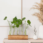 Terrariums Propagation Station with 5 Glass Test Tubes and Wooden Stand, Brown