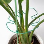 5PCS Monstera Plant Stem Support 7.3*6.25IN Adjustable Holder for Indoor Plants, Durable Metal Structure with Gentle Clips, Perfect for Fishbone Cactus & Climbing Plants, Ideal Gardening Gift