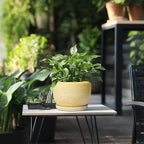 SQOWL Ceramic Flower Pots - 8 inch Plant Pot Indoor with Drainage Hole and Saucer, Modern Ceramic Planter Outdoor, Round Decorative Planter, Living Room Home Decor, Gifts for Plant Lovers, Yellow