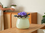 Self Watering Plant Pot, 6 Inch African Violet Pots Maintenance, Ceramic Self-Watering Planter for Indoor Plants - Ideal Flower Pot for Thriving Indoor Gardens, Green