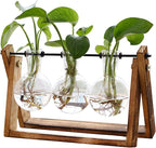 Terrarium Set, 3 Clear Glass Bulbs on Natural Wood Stand