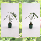 Monstera Plant Stem Support - 5 Piece Set, 4.13x2.95in Durable Leaf Holder & Fishbone Cactus Stake for Healthy Growth of Climbing Plants - Easy to Use Indoor Plant Decor