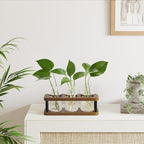 Terrarium Propagation Station, Brown Wood Stand with 3 Glass Jars