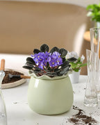 Self Watering Plant Pot, 6 Inch African Violet Pots Maintenance, Ceramic Self-Watering Planter for Indoor Plants - Ideal Flower Pot for Thriving Indoor Gardens, Green