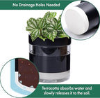 Phoenix Vine 6 Inch Self Watering Planter Pot, Black Terracotta Clay Pot with Glass Reservoir for Indoor Plants, Herbs, Flowers, Set of 2, 52-C-F-2