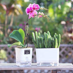 FAMZ Self Watering Planters 4 Pack，Self Watering Pots for Indoor Plants，Automatic Moisturizing，Transparent Square Flower Pot for Indoor and Outdoor Plants，Succulents，Violets，Ivy