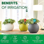 Plant Watering Globes Set of 2 - Large Self Watering Globes for Indoor & Outdoor Plants - Multicolored, Automatic, Glass Watering Bulbs for Daily Use, Plant Watering Devices