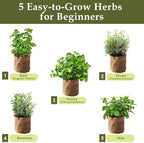 5 Herb Garden Planter Indoor with Wooden Box, Home Kitchen Seed Starter Kit Including Basil, Thyme, Parsley, Rosemary, Mint, Birthday, Mothers Day, House Warming, Gardening Gifts for Women, Mom