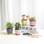 Selamica Ceramic Succulent Pots, 3.5 Inch Small Plant Pots for Indoor Plants Cactus Herbs, Succulent Planters with Drainage Holes & Saucers, Home Decor, Set of 6, Assorted Colors