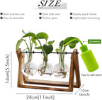 Terrarium Set, 3 Clear Glass Bulbs on Natural Wood Stand