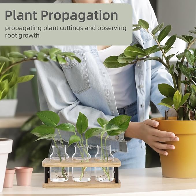 Terrarium Propagation Station, Wood Stand with 3 Glass Jars