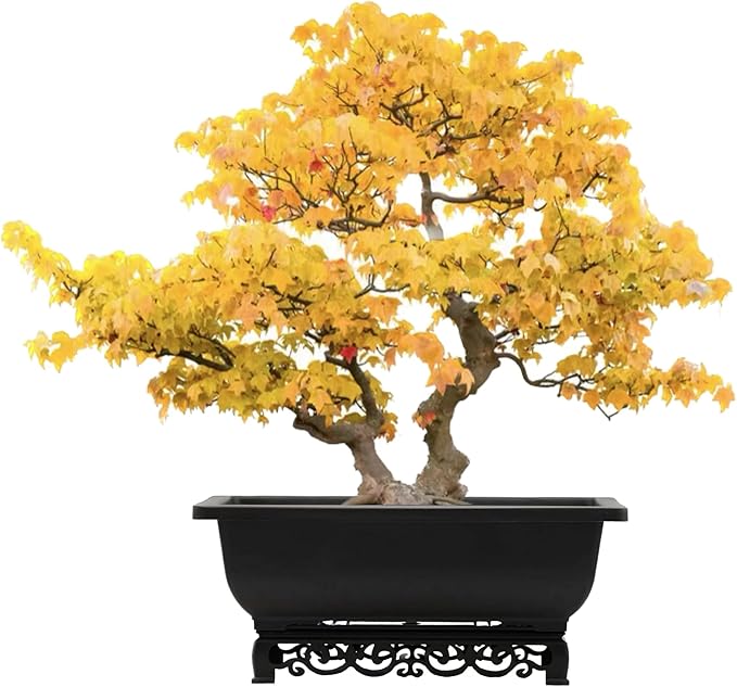 Planters 2-Pack Brown Recycled Plastic Rectangular Bonsai Pots, 14 Inch