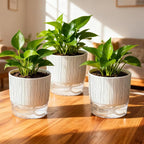 3 Pack Self Watering Pots Set, 5.5 Inch Self Watering Pots for Indoor Plants, Planter Pot with Wick Rope and Reservoir for African Violet, Spider Plant, Orchid
