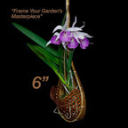 Handmade 100% Thai Bamboo 6 Inch Signature Super Sanctuary SIAM Orchid Hanging Basket with Nursery Grade Coconut Shell Staves Coir Pith Sponge & Husk Mulch