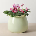 Self Watering Plant Pot, 6 Inch African Violet Pots Maintenance, Ceramic Self-Watering Planter for Indoor Plants - Ideal Flower Pot for Thriving Indoor Gardens, Green