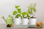 4 Inch Plant Pots, 6 Pack Indoor Flower Pots, Planters with Drainage Holes and Trays for Orchids, Violets, Succulents, Herbs, and Other Plants,White
