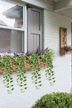 Artificial Peperomia Hanging Plants, 2 Pack, 26-Inch PVC Faux Greenery