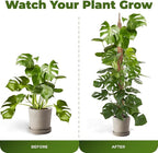 2 Pack 63 Inch Bendable Moss Pole Monstera Plant Support Stakes for Indoor Plants - Tall Moss Stick Trellis for Potted Climbers - Stem Support Accessories for Climbing Houseplants