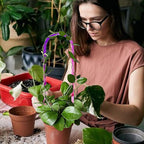 3 Pack Colorful Acrylic Plant Trellis for Indoor Plants, U-Shaped Small Plant Trellis for Potted Plants, Waterproof Climbing Support for Vine Ivy, Hoya, Pothos, Home Garden Decor