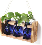 Terrarium Set of 3 Skull Glass Propagation Vases with Wood Stand
