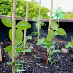 50PCS Plant Stakes,16 Inch Natural Bamboo Stakes,Garden Stakes for Indoor and Outdoor Plants,Poles Sticks for Tomatoes,Beans,Flowers,Trees Potted and Climbing Plants