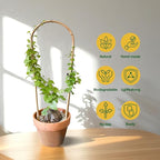 Indoor Plant Trellis for Climbing Plants 16in, 6 Pack Arch Bamboo Trellis for Potted Plants