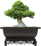 Bonsai Planter Rectangular Brown Plastic 7.5 Inch with Stand
