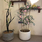 Natural Bamboo Trellis, 4.8Feet,3Pack,Fan-Shaped Plant Support Trellis for Outdoor and Indoor Potted Climbing Plants,Vegetables, Cucumber, Tomato, Hoya,
