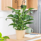 23in Plant Trellis Indoor, Trellis for Potted Plants with Butterfly, Garden Trellis Climber Support for Climbing Plants Pothos Hoya Vine