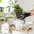 Baderke 2 Pcs 4 Inch Self Watering Pot for Indoor Plants Clear Glass Planter Small Plant Pot with Saucer Reservoir Drainage Holes Bottom Watering Pot for African Violet Orchid Flowers Houseplant