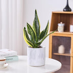 Ekirlin 6 Inch Resin Plant Pot Indoor - Natural Marble Texture Garden Planter with Drainage Hole, Removable Rubber Stopper and Non-Slip Soft Pad, Modern Succulents Containers for Home, Outdoor