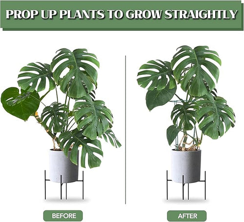 12 Pack Tall Snake Plant Support Stakes for Indoor Plants – 24in