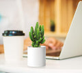 Planter Pots 12 Pack, 3 Inch Matte White Plastic with Saucers
