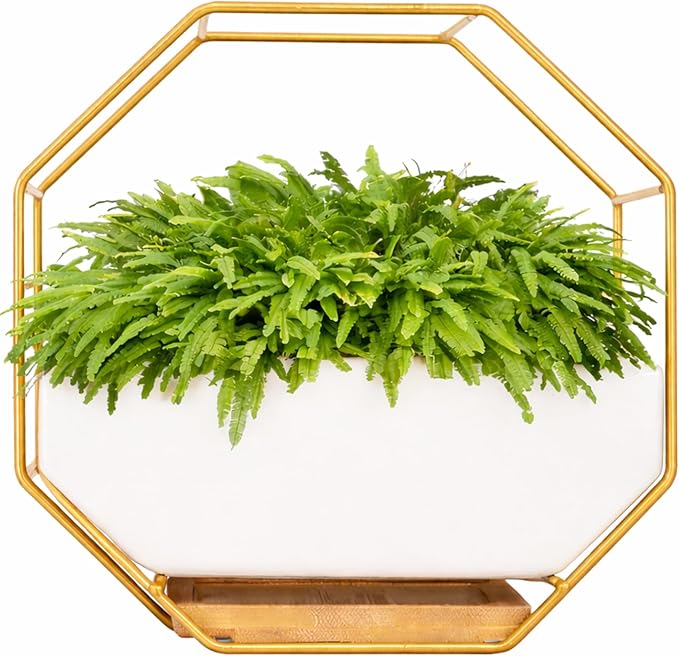 IRYL Wall Planter for Indoor Plants - Ceramic Wall Hanging Planter Set with Bamboo Tray & Hooks - Decorative Wall Plant Holder - Modern Wall Planters for Vertical Garden Home Decor - Golden