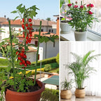 8 Pack Tomato Cage for Garden Plant Support, 18 inches Small Tomato Cages Tomato Trellis with Adjustable Rings, Plant Stakes for Peony Support, Tomato Stakes Rings for Climbing Plants