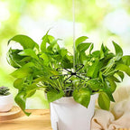 4Pcs Plastic Plant Climbers Stem Holders, Black Climbing Houseplant Stem Supports, 2 Sizes Reusable Flower Plant Stakes Trellis Hook for Indoor Plants Growth Accessories