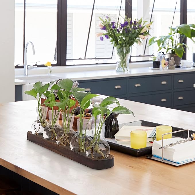 Desktop Terrarium Set: 5 Glass Propagation Vases with Wooden Tray