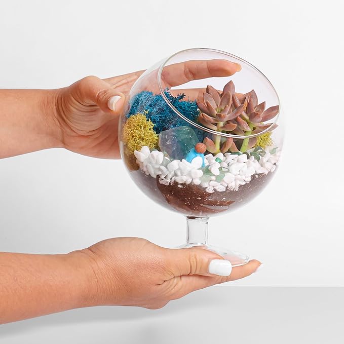 Glass Terrarium Kit with Oval Modern Design and Reindeer Moss