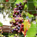 Tcamp Trellis Netting for Climbing Plants, Cucumber Trellis for Garden (5Ft x30Ft, 6" Square Mesh Ployester, 2 Pack)