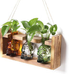 Terrarium Skull Propagation Vases Set of 3, Borosilicate Glass with Wood Stand