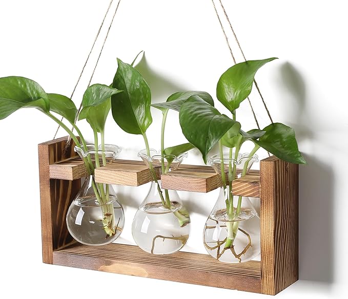 Terrarium Set of 3 Borosilicate Glass Bulbs with Wooden Stand