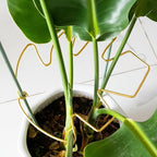 5PCS Monstera Plant Stem Support with Leaf Holders - Innovative Cactus Stake for Indoor Plants - Unique Plant Support Kit for Healthy Growth - Ideal for Gardening Enthusiasts