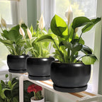 SQOWL Ceramic Plant Pot - 6 Inch Planter for Indoor Plants, Round Flower Pot with Drainage Hole and Saucer, Modern Succulent Planter Outdoor, House Decor, Plant Lovers Gifts, Black