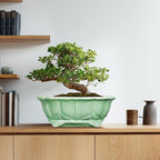 Bonsai Tree Pot - 13.2 Inch Large Ceramic Succulent Planter for Indoor Outdoor, Oval Plant Pot with Drainage Hole, Decorative Flower Pots, Home Decor, Gifts for Plant Lovers, Green